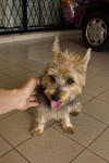 PF24722 - Silky Terrier Dog