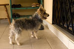 PF24722 - Silky Terrier Dog
