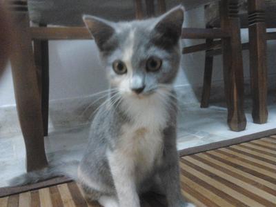 Bibi - Domestic Medium Hair + Persian Cat