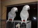 African Gray Parrots - African Grey Bird