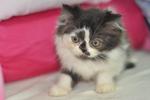 Tobby - Persian Cat