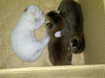 Mom N 3 Kittens - Domestic Short Hair Cat