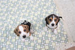 Beagles - Beagle Dog