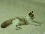 Kimo - Ragdoll Cat