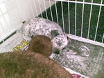 Puppies Born On 20 Sep 2011 - Dalmatian + Golden Retriever Dog