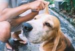 Pistachio - Beagle Dog