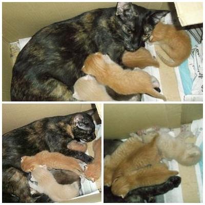 Cik Tom Dan Anak-anak - Tortoiseshell Cat