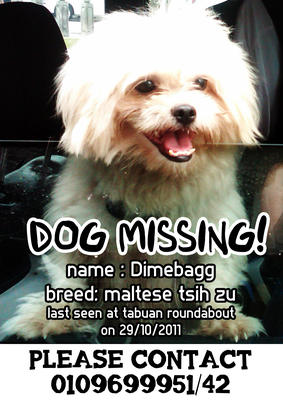 Dimebagg - Maltese + Shih Tzu Dog