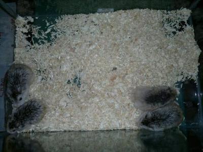 Roborovski - Hamster Small & Furry