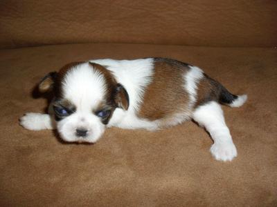 PF25258 - Shih Tzu Dog