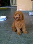 Nene - Poodle Dog