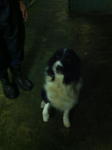 PF25459 - Border Collie Dog