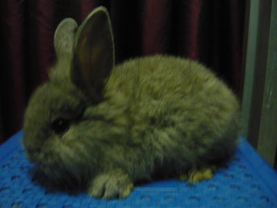 Rabbit (School Holiday) Offer - Mini-Lop + Lionhead Rabbit