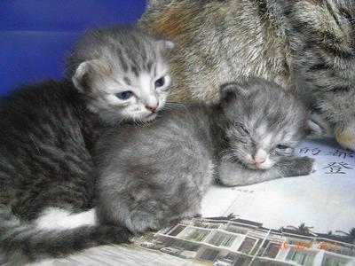 Two Kittens (2-3 Wks Old) - Domestic Short Hair Cat