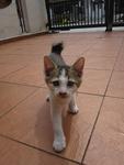 Whitety - Domestic Short Hair Cat