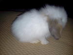 Fuzzy Bun 9&amp;10 - American Fuzzy Lop Rabbit