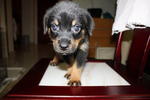 MKA MICROCHIP ROTTWEILER MALE AND FEMALE AVAILABLE