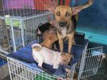 Mummy Dog Kelly And 5 Pups - Mixed Breed Dog