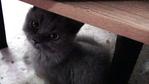 Topui - Persian + British Shorthair Cat