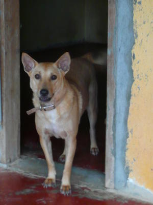 Ginger - Shiba Inu Mix Dog