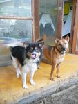 Duo! - Mixed Breed Dog