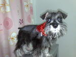 Jacky - Schnauzer Dog