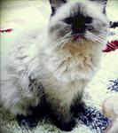 Taddy / Adik - Persian Cat