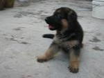 Germen Shepherd Puppies For Sale - German Shepherd Dog Dog
