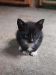 Cute Female Kitten
