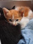 Ginger &amp; Cathy - Domestic Medium Hair Cat