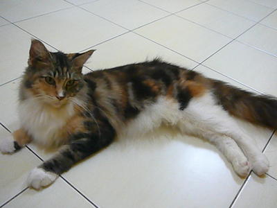 Maine Coon Cat  Sold 10 Years 3 Months Calico  Maine Coon 