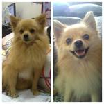 Max  - Pomeranian + Chihuahua Dog