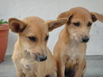 Emma N Ella - Mixed Breed Dog