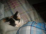 Anak2 Mek Tot &amp; Coco - Domestic Short Hair Cat