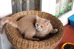 FurFriends { Short Hair Cream Tabby Kitten } Nala - Female - 