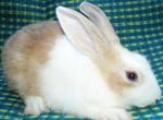 PF26538 - Chinchilla Rabbit