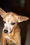 Pinscher Found @ Ss4 - Miniature Pinscher Dog