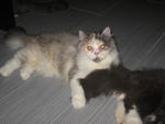 PF26692 - Persian Cat