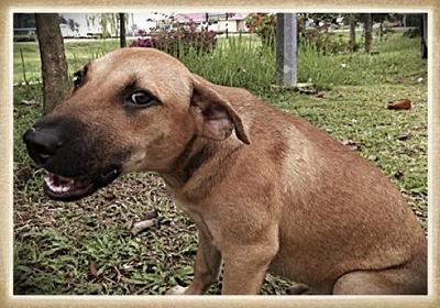 Lucky Lost In Setia Alam - Mixed Breed Dog