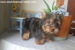 Silky Terrier Puppy  With Mka - Silky Terrier Dog