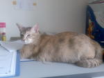 Girly - Domestic Short Hair Cat