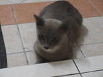 Daisy Mama Cat - Domestic Short Hair + Siamese Cat