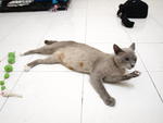 Daisy Mama Cat - Domestic Short Hair + Siamese Cat