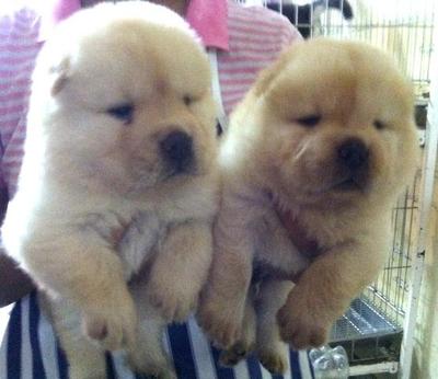 Cream Chow Chow  For Sale - Chow Chow Dog