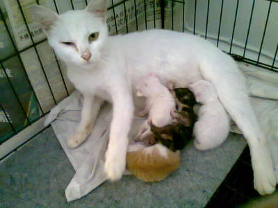 Blue &amp; Yellow Eye Cat - Domestic Short Hair Cat