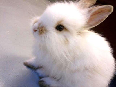 Baby - Lionhead Rabbit