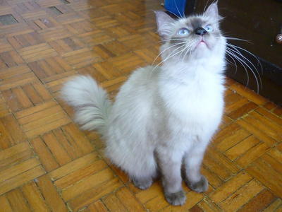 Persian_swetty Ragdoll - Persian + Ragdoll Cat
