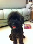 Male Dark Grey Black Poodle - Poodle Dog