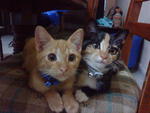 Beel &amp; Torarawr - Domestic Short Hair Cat