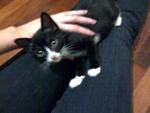 Charlie Tux - Domestic Short Hair + Tuxedo Cat